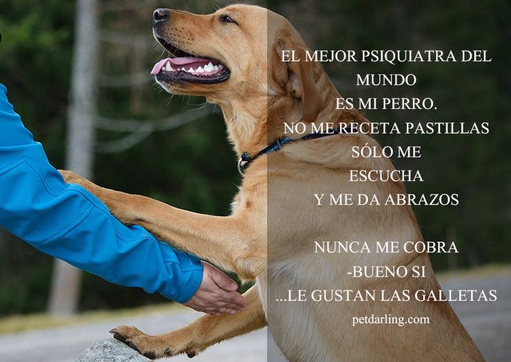 Web de citas para perros garota procura garoto Piracicaba-14994